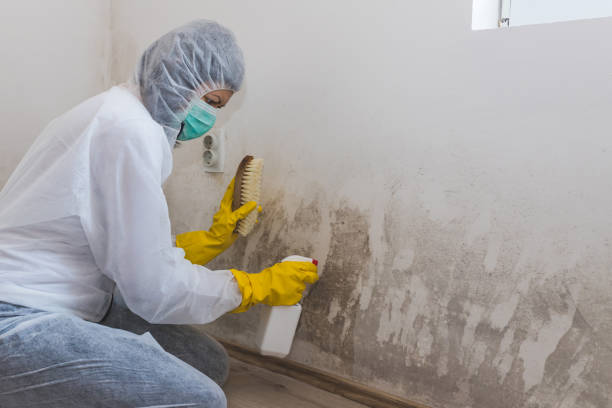 Best White Mold Remediation in Lapeer, MI