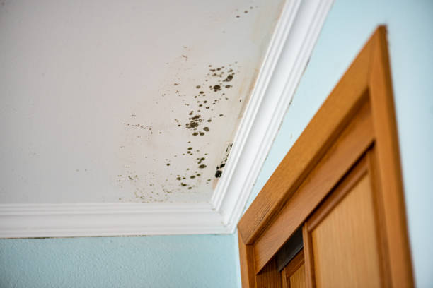 Best Black Mold Remediation in Lapeer, MI