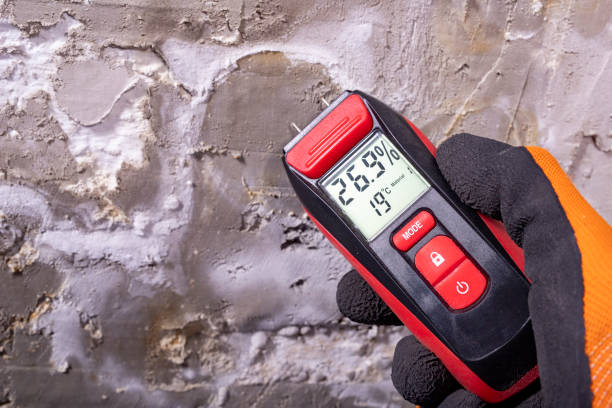 Best Black Mold Remediation in Lapeer, MI