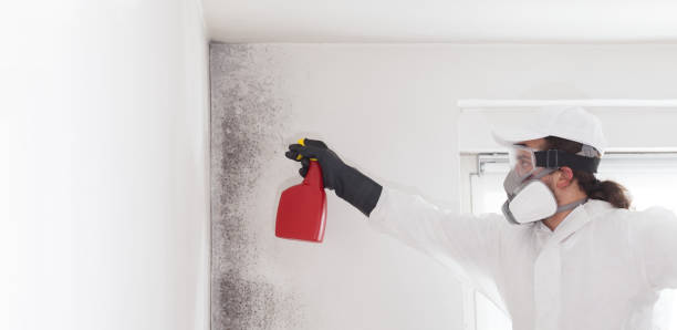 Best DIY Mold Remediation Support Services in Lapeer, MI
