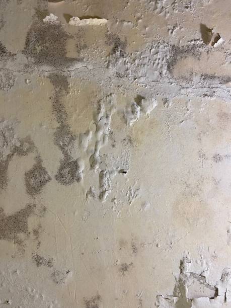 Best Preventive Mold Services in Lapeer, MI