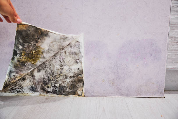 Best Bathroom Mold Remediation in Lapeer, MI
